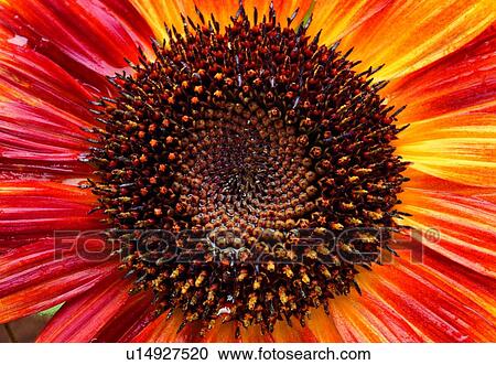 Stock Image - plant, flower, blossom, petal, close-up, sunflower. Fotosearch