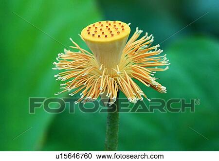 Stock Image - plant, flower, blossom, petal, close-up, lotus. Fotosearch