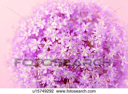 Stock Image - plant, flower, blossom, petal, close-up, stamen. Fotosearch