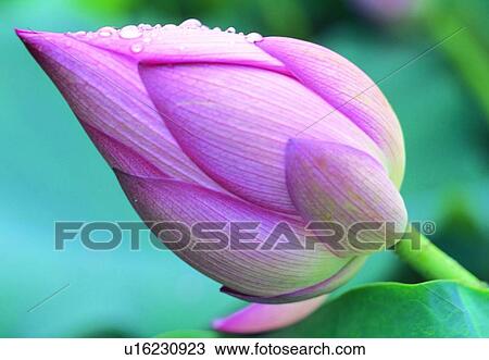 plant, flower, blossom, petal, close-up, lotus View Large Photo Image Stock Image - plant, flower, blossom, petal, close-up, lotus. Fotosearch
