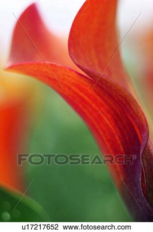 Stock Image - plant, flower, blossom, petal, close-up, red. Fotosearch
