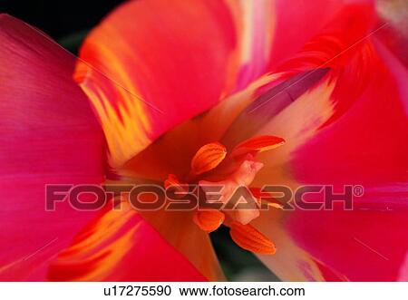 plant, flower, blossom, petal, close-up, bud View Large Photo Image Stock Image - plant, flower, blossom, petal, close-up, bud. Fotosearch