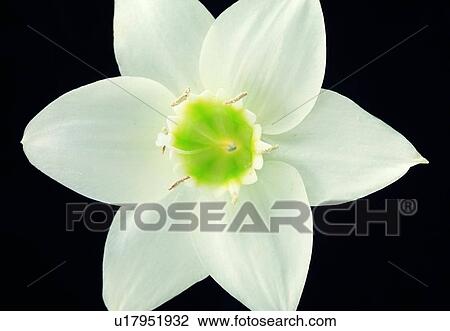 Stock Image - plant, flower, blossom, petal, close-up, white. Fotosearch