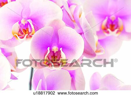 plant, flower, blossom, petal, close-up, orchid View Large Photo Image Stock Image - plant, flower, blossom, petal, close-up, orchid. Fotosearch