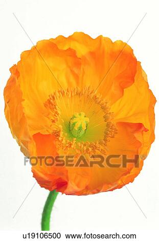 Stock Image - plant, flower, blossom, petal, close-up, yellow. Fotosearch