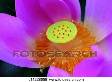 Stock Photo - plant, flower, blossom, petal, close-up, lotus. Fotosearch
