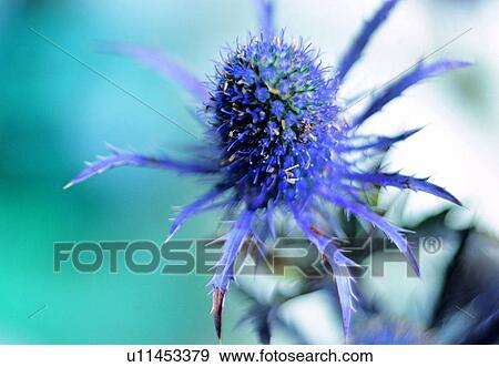 Stock Photo - plant, flower, blossom, petal, close-up, purple. Fotosearch