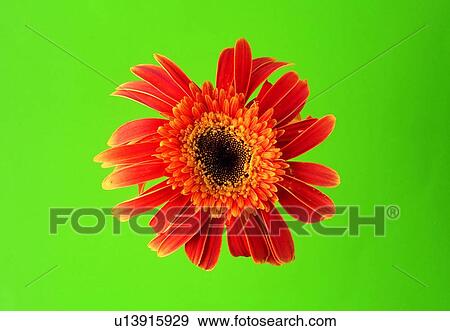 plant, flower, blossom, petal, close-up, sunflower View Large Photo Image Stock Photo - plant, flower, blossom, petal, close-up, sunflower. Fotosearch
