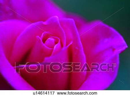plant, flower, blossom, petal, close-up, rose View Large Photo Image Stock Photo - plant, flower, blossom, petal, close-up, rose. Fotosearch