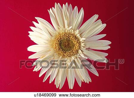 Stock Photo - plant, flower, blossom, petal, close-up, sunflower. Fotosearch
