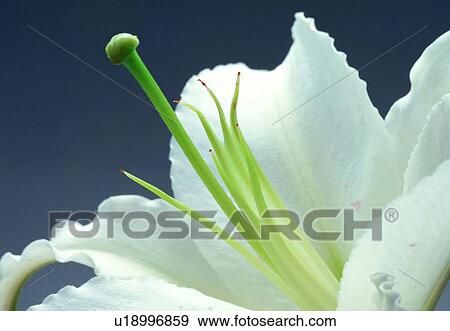 plant, flower, blossom, petal, close-up, white View Large Photo Image Stock Photo - plant, flower, blossom, petal, close-up, white. Fotosearch