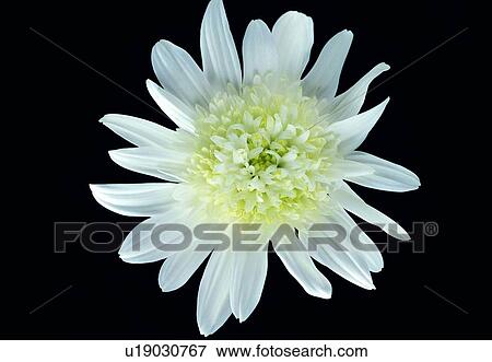 plant, flower, blossom, petal, close-up, chrysanthemum View Large Photo Image Stock Photo - plant, flower, blossom, petal, close-up, chrysanthemum. Fotosearch