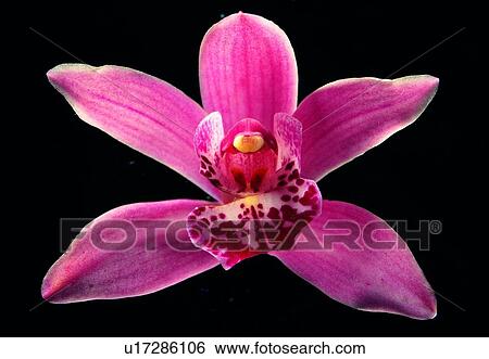 plant, flower, blossom, petal, close-up, orchid View Large Photo Image Stock Photograph - plant, flower, blossom, petal, close-up, orchid. Fotosearch