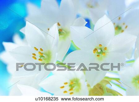 Stock Photography - plant, flower, blossom, petal, close-up, white. Fotosearch