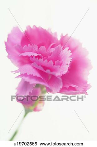 plant, flower, blossom, petal, close-up, carnation View Large Photo Image Stock Photography - plant, flower, blossom, petal, close-up, carnation. Fotosearch