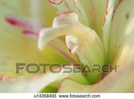 Stock Image - plant, flower, close-up, petal, blossom, white. Fotosearch