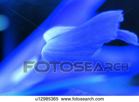 Stock Photography - plant, flower, close-up, petal, blossom, purple. Fotosearch