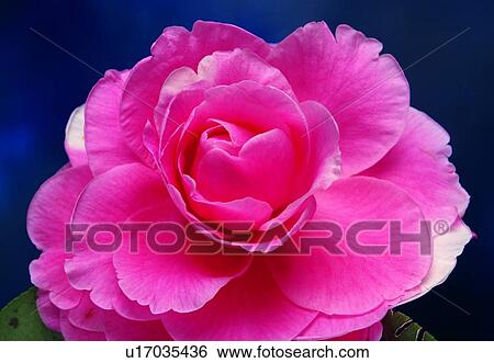 plant, petal, blossom, camellia, close-up, pink View Large Photo Image Stock Photograph - plant, petal, blossom, camellia, close-up, pink. Fotosearch