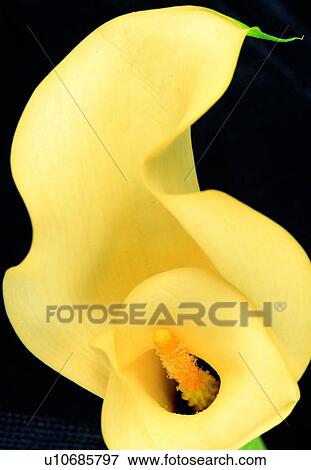 plant, petal, close-up, blossom, lily, flower View Large Photo Image Stock Photo - plant, petal, close-up, blossom, lily, flower. Fotosearch