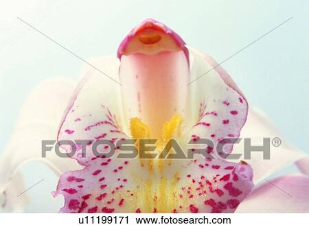 Stock Image - plant, petal, close-up, flower, blossom, orchid. Fotosearch