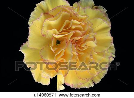 plant, petal, close-up, white, flower, blossom View Large Photo Image Stock Image - plant, petal, close-up, white, flower, blossom. Fotosearch