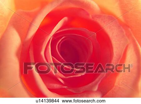 plant, petal, flower, pink, close-up, rose View Large Photo Image Picture - plant, petal, flower, pink, close-up, rose. Fotosearch