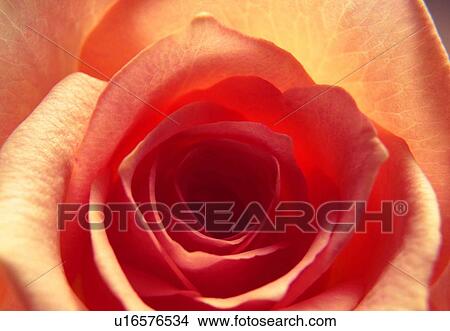 plant, rose, petal, close-up, flower, blossom View Large Photo Image Picture - plant, rose, petal, close-up, flower, blossom. Fotosearch