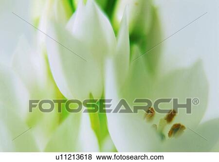 Stock Photo - plant, white, close-up, bud, flower, petal. Fotosearch