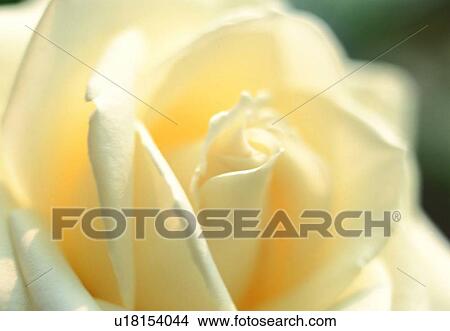 rose, close-up, plant, petal, white, flower View Large Photo Image Picture - rose, close-up, plant, petal, white, flower. Fotosearch