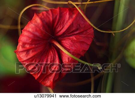Stock Image - stem, blossom, flower, plant, petal, close-up. Fotosearch