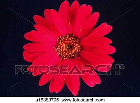 sunflower, red, plant, petal, blossom, close-up View Large Photo Image Stock Photography - sunflower, red, plant, petal, blossom, close-up. Fotosearch