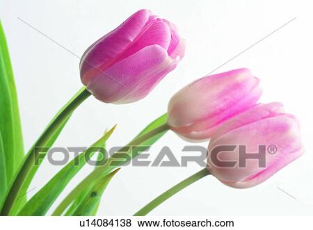 Stock Photo - tulip, blossom, petal, close-up, plant, flower, stem. Fotosearch