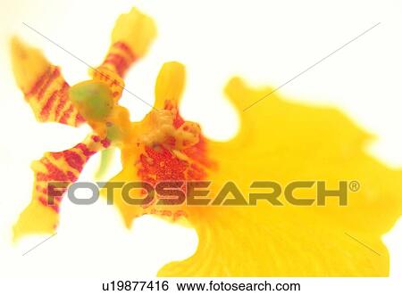 yellow, blossom, plant, poinsettia, flower, petal, close-up View Large Photo Image Stock Photograph - yellow, blossom, plant, poinsettia, flower, petal, close-up. Fotosearch