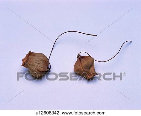 brown, leaf, plant, orange View Large Photo Image Stock Image - brown, leaf, plant, orange. Fotosearch