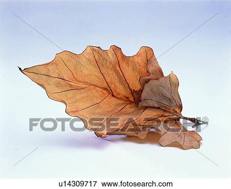 brown, orange, leaf, plant View Large Photo Image Stock Photo - brown, orange, leaf, plant. Fotosearch