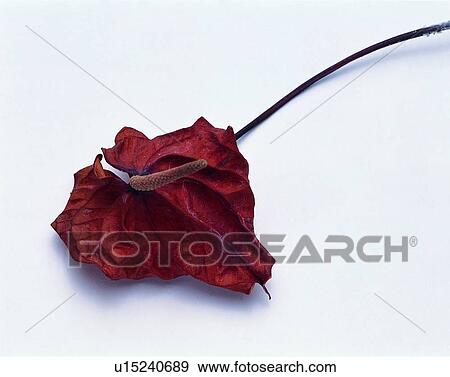 brown, plant, leaf, orange View Large Photo Image Stock Photo - brown, plant, leaf, orange. Fotosearch