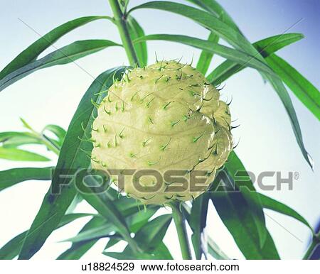 flower, leaf, plant, green View Large Photo Image Stock Photo - flower, leaf, plant, green. Fotosearch