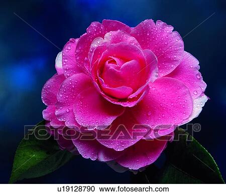 flower, peach, plant, pink View Large Photo Image Stock Image - flower, peach, plant, pink. Fotosearch