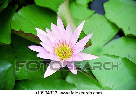 flower, pink, plant View Large Photo Image Stock Photo - flower, pink, plant. Fotosearch