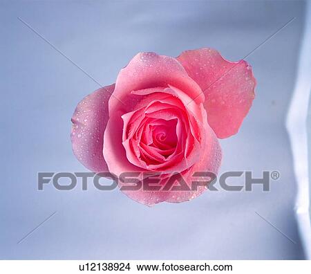 flower, pink, rose, plant View Large Photo Image Picture - flower, pink, rose, plant. Fotosearch