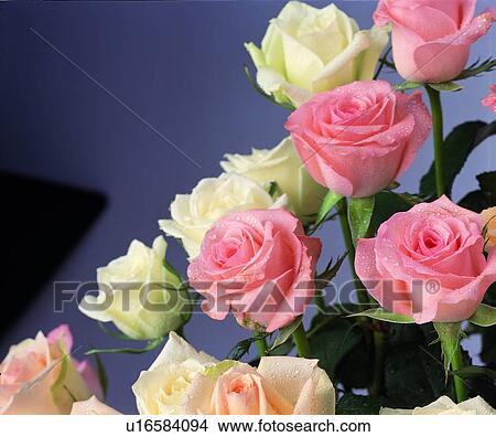 Picture - flower, pink, white, rose, plant. Fotosearch