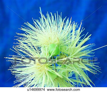 flower, plant, blue View Large Photo Image Picture - flower, plant, blue. Fotosearch