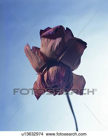 flower, plant, brown View Large Photo Image Picture - flower, plant, brown. Fotosearch