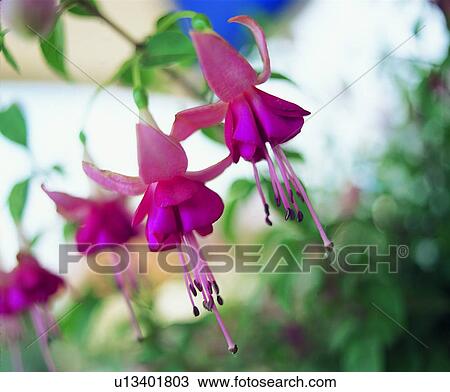 flower, plant, pink View Large Photo Image Stock Image - flower, plant, pink. Fotosearch