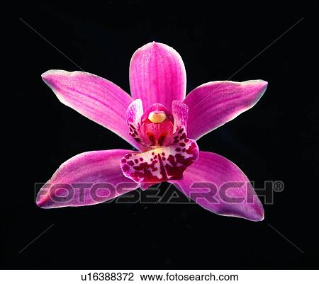 flower, plant, pink View Large Photo Image Stock Image - flower, plant, pink. Fotosearch