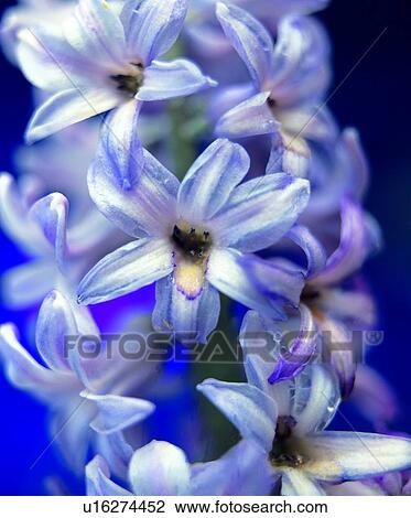 flower, plant, purple View Large Photo Image Stock Image - flower, plant, purple. Fotosearch