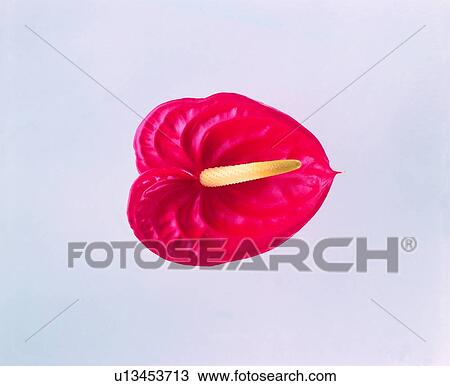 flower, plant, red View Large Photo Image Stock Image - flower, plant, red. Fotosearch