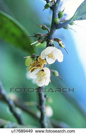 flower, plant, white View Large Photo Image Stock Photo - flower, plant, white. Fotosearch