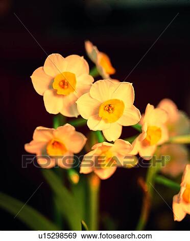 Stock Photo - flower, plant, yellow. Fotosearch