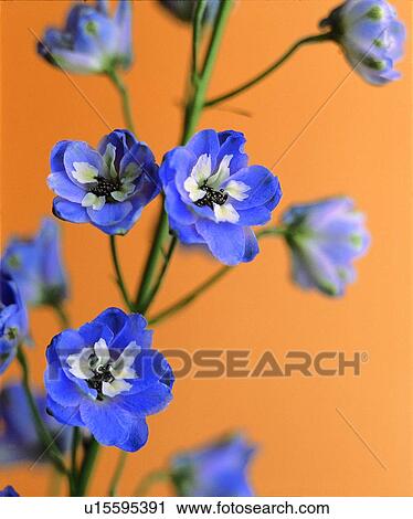 flower, purple, plant View Large Photo Image Stock Image - flower, purple, plant. Fotosearch